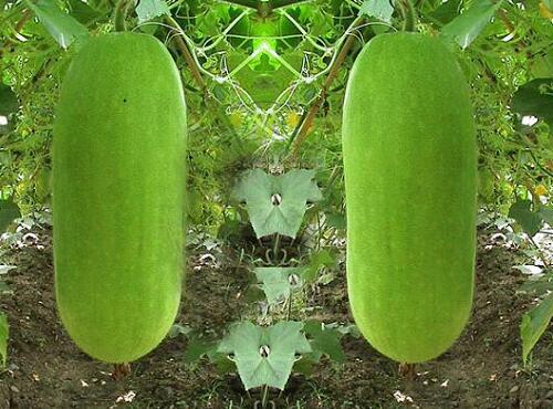 果蔬配送：節瓜