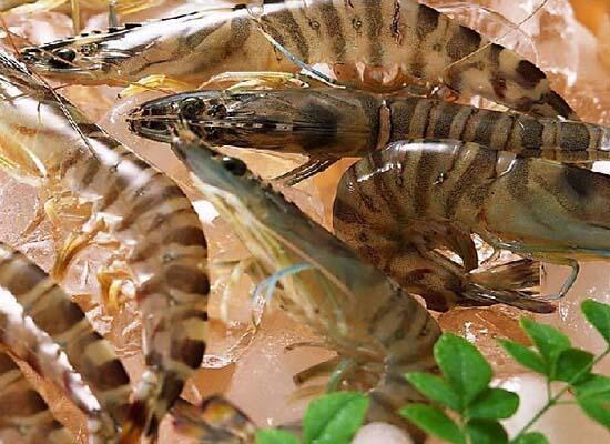 鮮活水產(chǎn)類(lèi)：瀨尿蝦/皮皮蝦