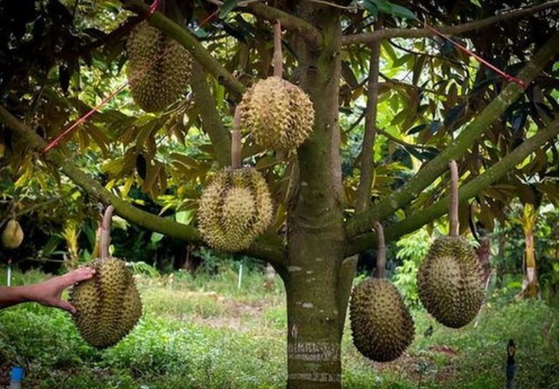 蔬菜配送中心分享報道：菲律賓榴蓮對華出口帶來新生機