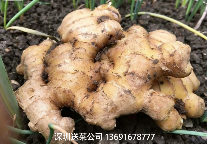 鮮姜實(shí)力派，深圳蔬菜配送公司送5大特效護(hù)您健康！