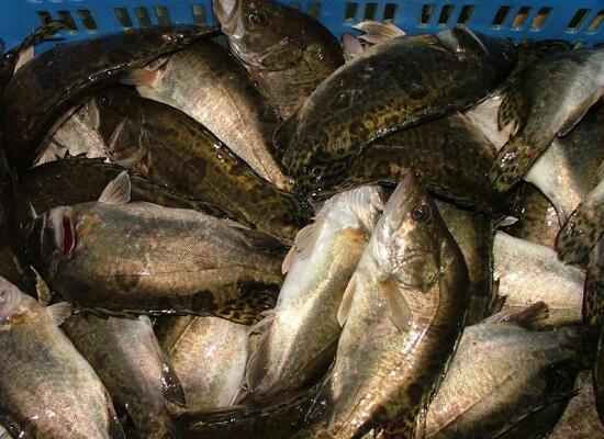 鮮活水產(chǎn)品：桂花魚(yú)